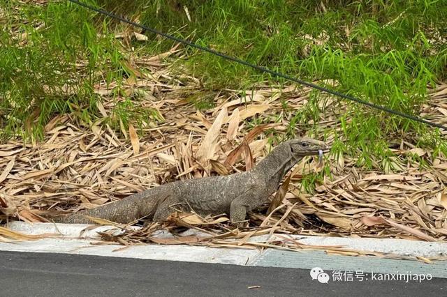 李显龙总理怎么休假？狂晒一大波美图……