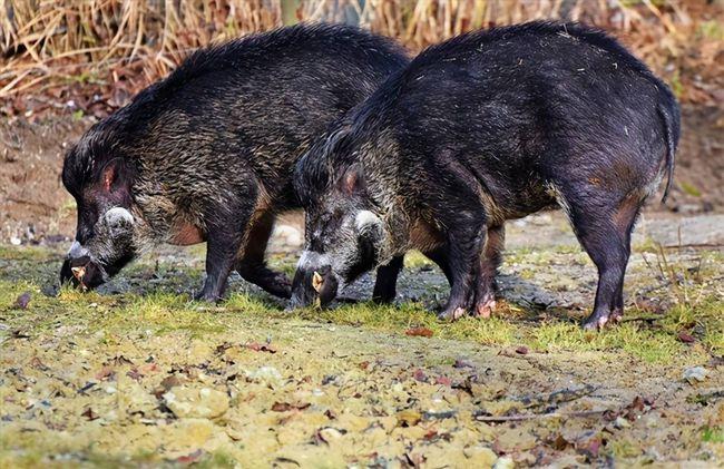 日本传出3大丑闻，奥运会难办，福岛现“核猪”，给我们提了个醒