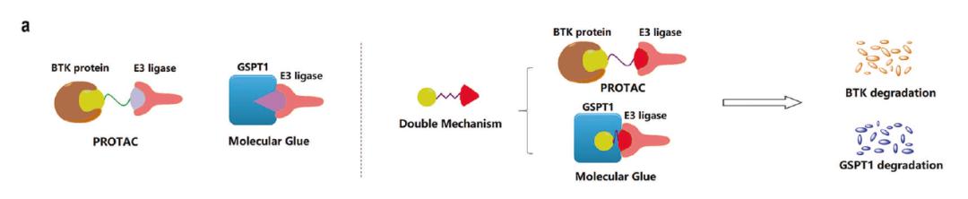 结合PROTAC和分子胶，清华大学饶燏团队开发双重蛋白降解剂