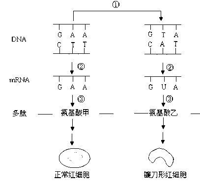 外星人之子？卢旺达婴儿头部呈三角形，形状怪异，真的是地球人？