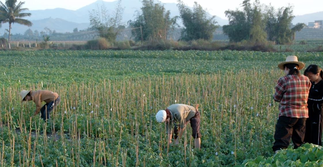 同为人口大国，为何印度能向全球出口粮食，中国却到处买粮食？