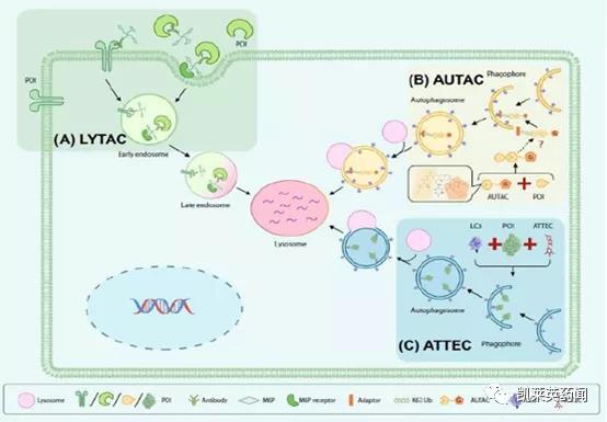 比PROTAC应用更广泛的溶酶体降解技术的发展和挑战