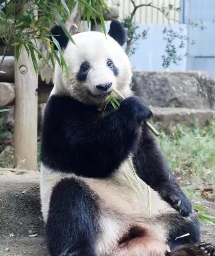 旅日大熊猫“香香”返回中国时间推迟至明年6月底