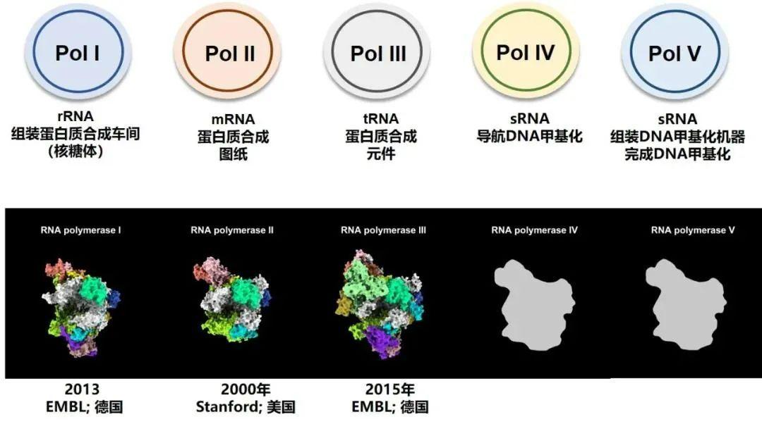 我国科学家率先破解植物中独特的双链RNA合成机制