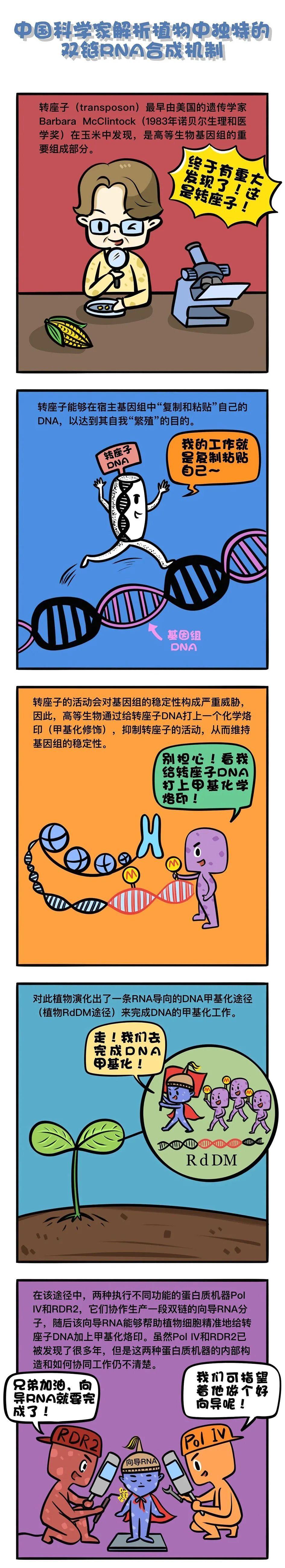 我国科学家率先破解植物中独特的双链RNA合成机制