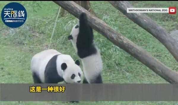 美国庆祝大熊猫抵美50周年，游客直呼“太可爱了！”
