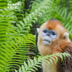 海报 | 中国特色生物多样性保护之路受多方称赞