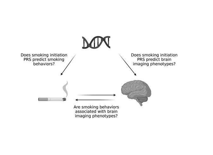 美研究发现吸烟可使大脑萎缩